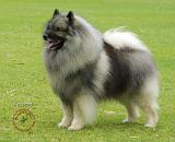 Keeshond